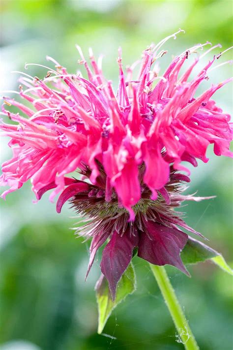 What Do Bee Balm Flowers Look Like at Christy Finch blog