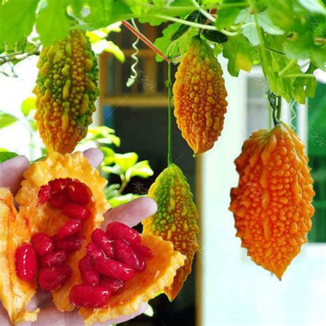 Bittergourd " Golden Bells " Exotic 10 Vegetable Seeds – Floral Treasure