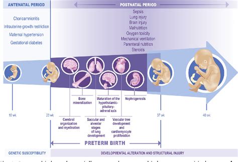 IMIDs may not significantly increase risk of Preterm birth and Low ...