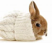 Image result for cute baby rabbits sleeping