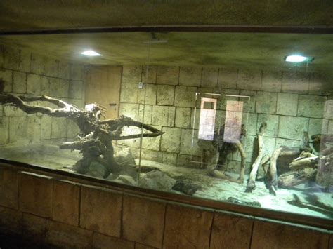 Image result for Rock Python Habitat