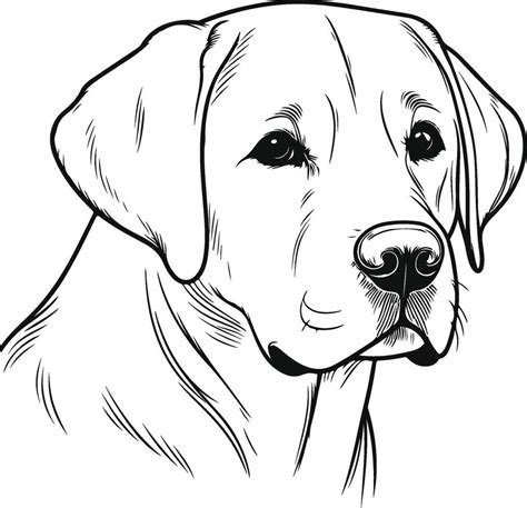 How to Draw a Realistic Labrador 的图像结果