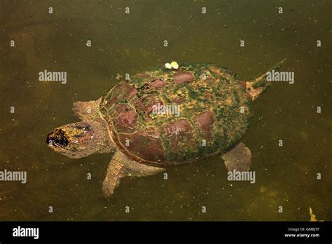 Image result for Snapping Turtle Eating