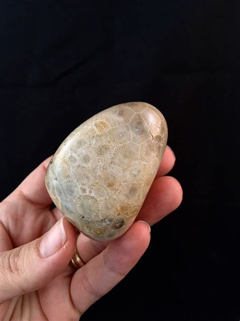 Beautifully Hand Polished Petoskey Stone!!