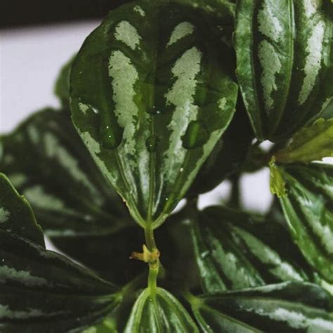 Watermelon Peperomia | Peperomia Argyreia - Plants Nursery Nisarga