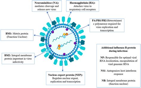Frontiers | A comprehensive review of influenza B virus, its biological ...