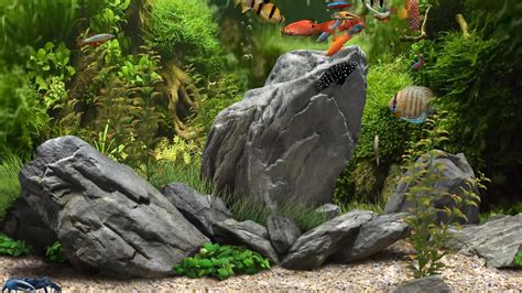 Fish Live Wallpaper Hd Free Download For Pc - Infoupdate.org