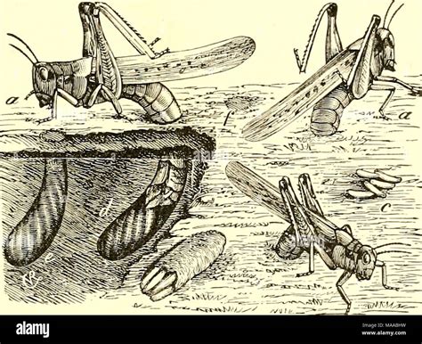Rocky mountain locust hi-res stock photography and images - Alamy