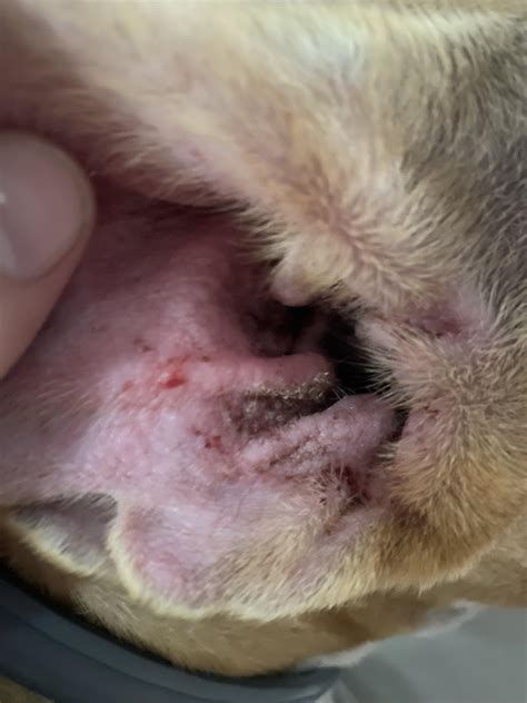 Ear Mites Vs. Yeast Infection In Dogs Discover The ‘Stages Of Ear