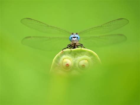 Close-up Photographer Of The Year 2020 Winners