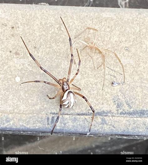 Western Black Widow (Latrodectus hesperus Stock Photo - Alamy