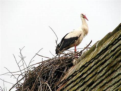 Koliko ima roda? | Kutina.in