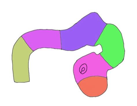 Image result for Neural Development