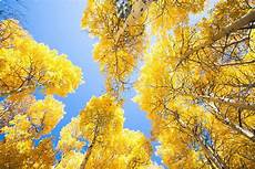 Yellow Tree Image by Quaking Aspen Trees With Mnn Nature Yellow Tree Image