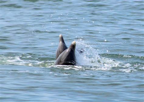 Chicken Scratch: Art – In Motion | The Review