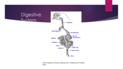 Chicken Digestive System