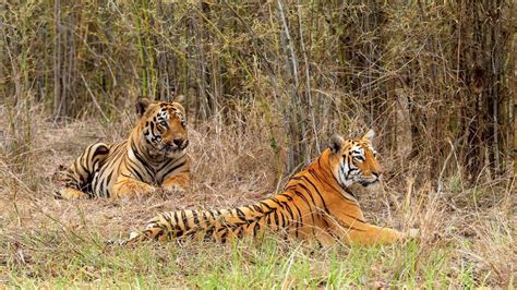 Mumbai Buzz: Top Headlines & Latest News from the City That Never ...
