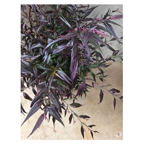 Strobilanthes anisophyllus 'Brunetthy' | Seeding