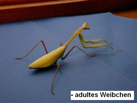 Hierodula Membranacea Indische Riesengottesanbeterin in Hamm | Tiere ...