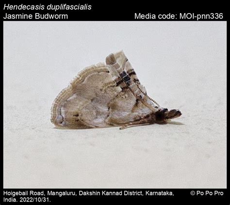 Hendecasis duplifascialis (Hampson, 1891) - Jasmine Budworm | Moths