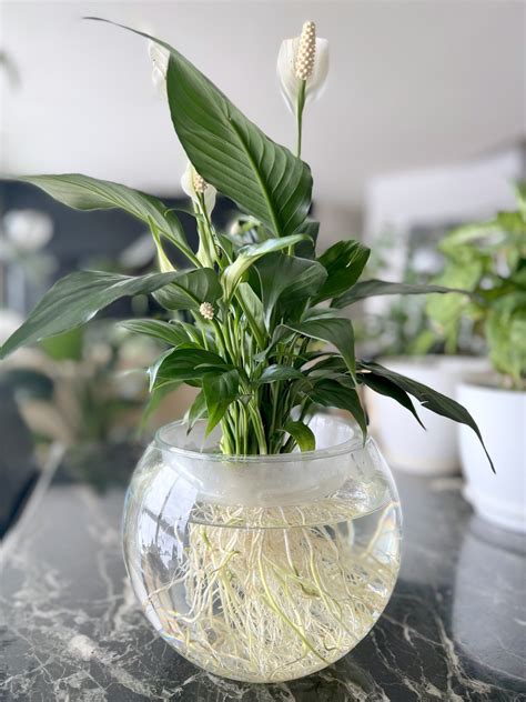How to Transition a Peace Lily from Soil to Water Only - JayDeeMahs.com