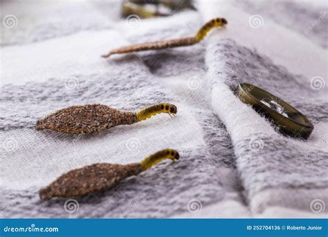 Wall Moth Larvae, or Clothing Moths, Feed on Fur, Wool, Dead Skin ...