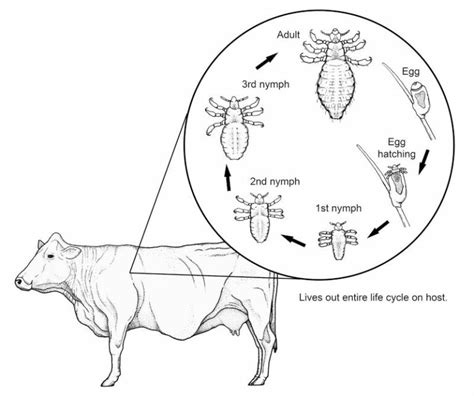 Biology of Lice in Cattle - LiceBoss