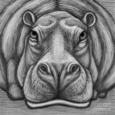 Hippopotamus. Black and White Drawing by Amy E Fraser - Fine Art America