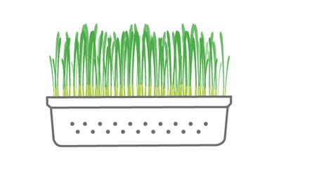 sprouts-15 – Lemon Farm Organic & Sustainable