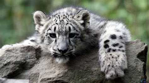 Download Beauty of a Snow Leopard Wallpaper | Wallpapers.com