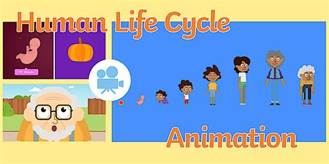 The Human Life Cycle Animation | Twinkl Go!