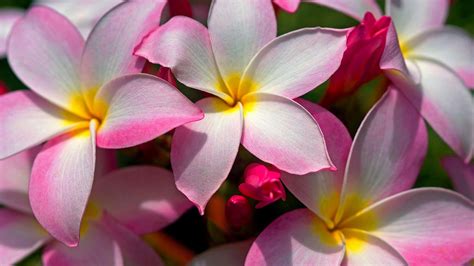 Flowers Tropical Beach Wallpapers - Top Free Flowers Tropical Beach ...