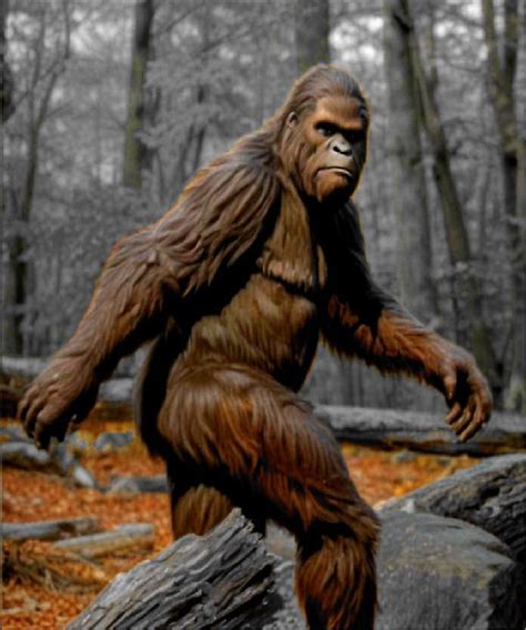Image result for Bigfoot Found Alive