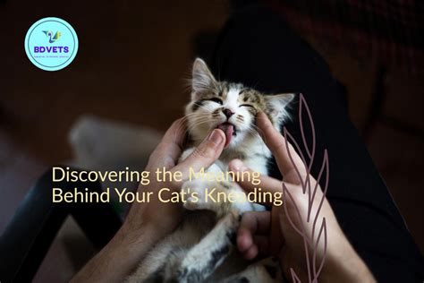 🐱 Why Does My Cat Knead Me? 🐾 - bdvets