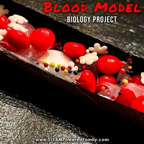 Easy Blood Model Project - Elementary Biology Lesson