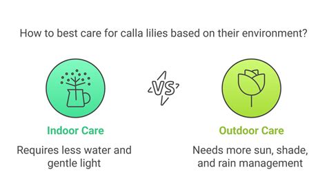 Indoor Calla Lily Care: The Only Guide You’ll Need