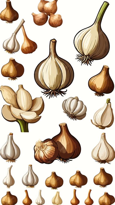 A collection of garlic herb and spice cartoon drawing artwork vector ...