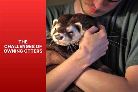 Exotic Companions: Can You Have Otters as Pets? - palswithpets.com - is it legal to own an otter