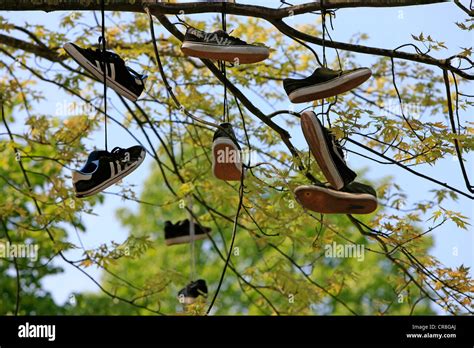 Image result for Shoe Tree Project