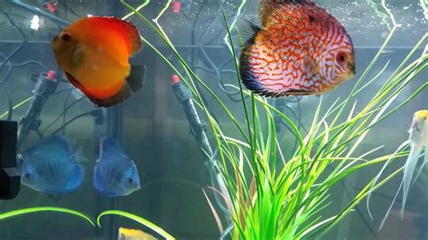 Image result for Discus Fish for Beginners