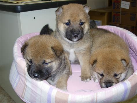 Adorable Shiba Inu Puppies