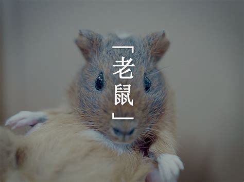 鼠年说鼠：“鼠”角电影剧集大盘点_原创_新浪众测