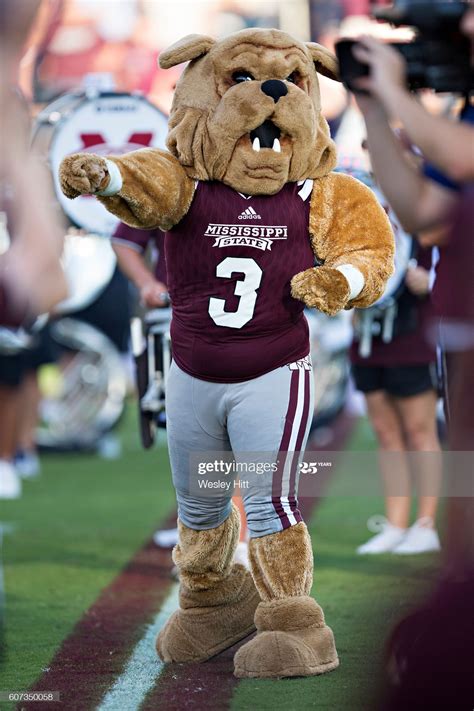 Bully, the mascot of the Mississippi State Bulldogs cheers on his ...