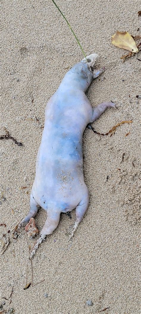 What is this animal? Washed up on a beach in Okinawa japan : r ...