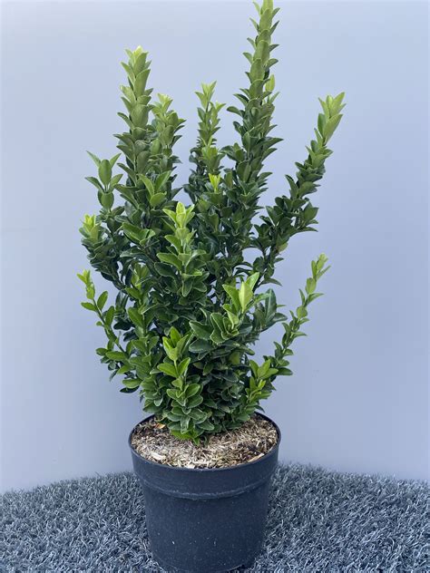 Euonymus japonicus 'Green Spire' - Haagplantenonline