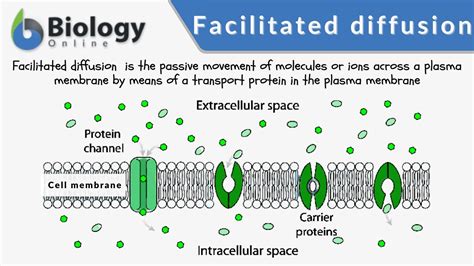 Image result for Cellular Diffusion