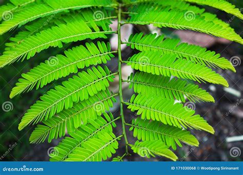 Light Green Pinnately Compound Leaves in a Park Stock Photo - Image of ...