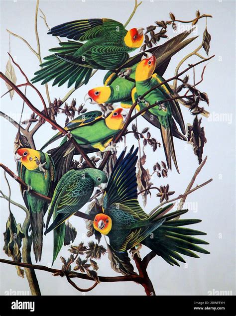 Carolina parrot by John James Audubon (1785-1851) from ''The Birds of ...