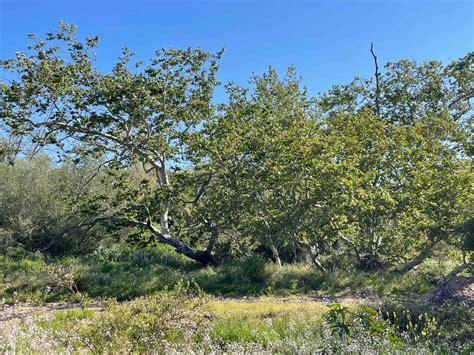 Image result for Sycamore Tree Usage