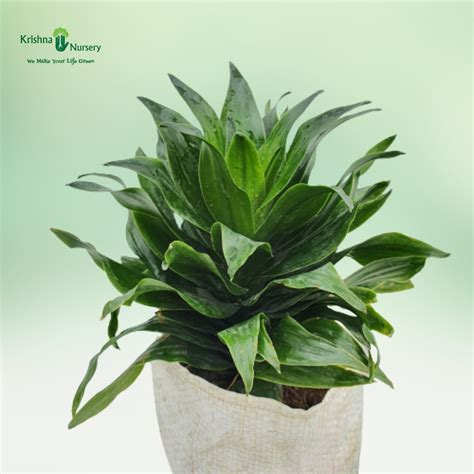Dracena Compacta Plant with Polybag Pot Colour & Poly Bag Poly Bag Pot ...